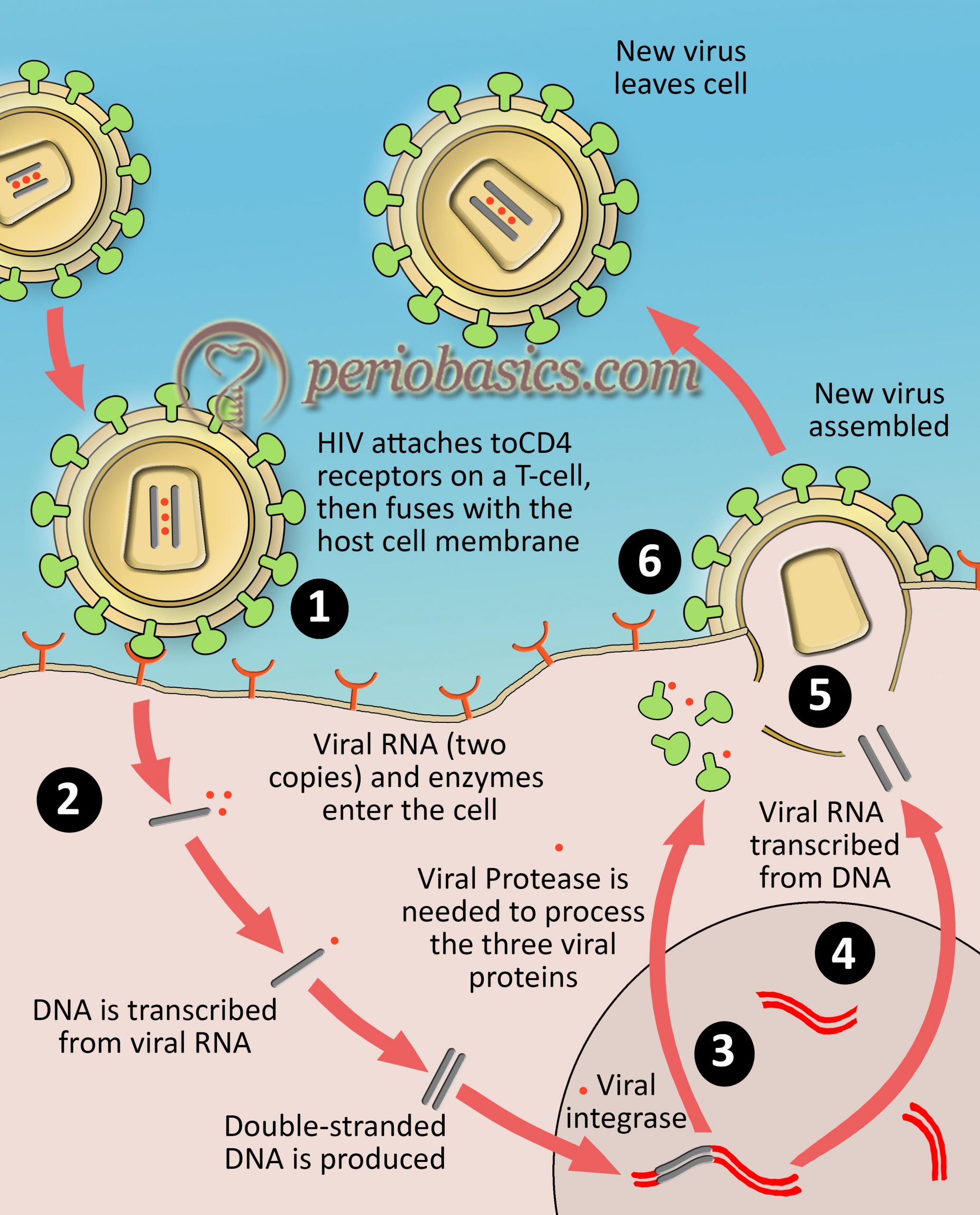 The life cycle of HIV in humans