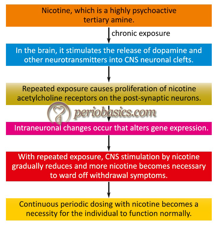 The mechanism of nicotine addiction.