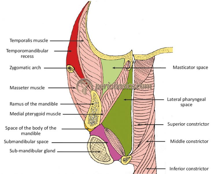 Surgical anatomy of periodontium and related structures - periobasics.com