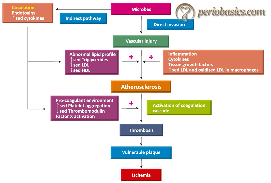 The working model of periodontitis as a risk factor for coronary heart disease proposed by Fong et al. (2002)