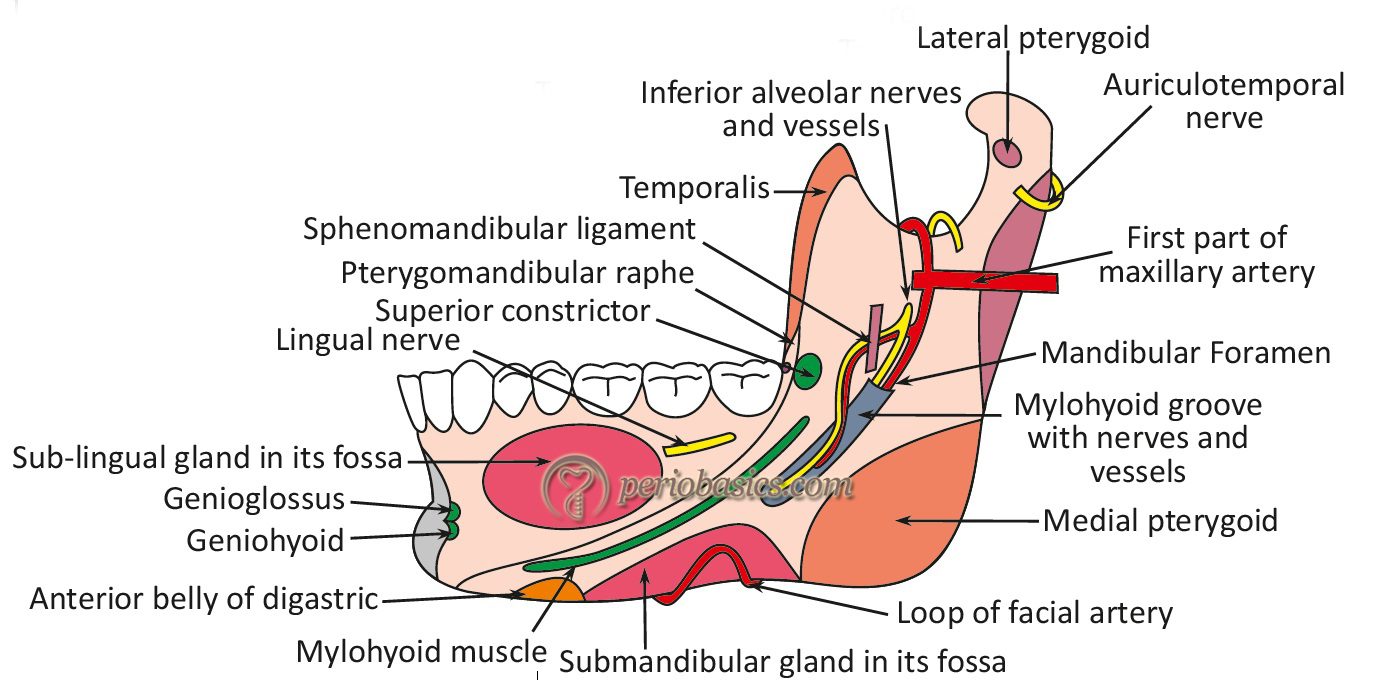 Various anatomical landmarks on the medial surface of the mandible