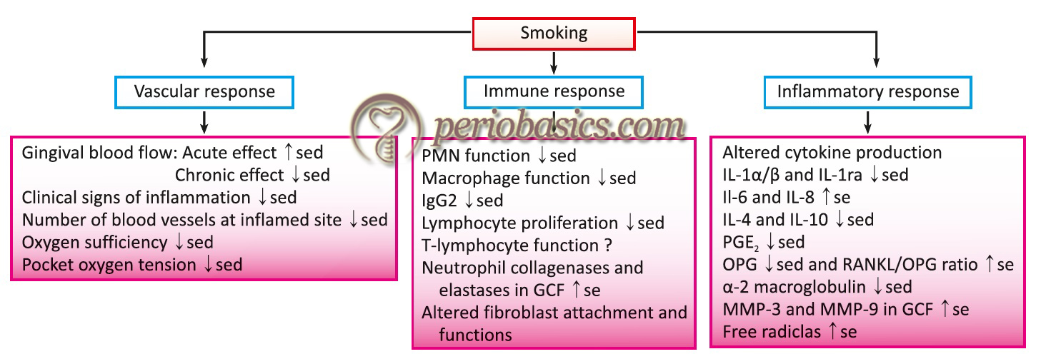 Various effects of smoking on vascular, inflammatory and immune response.
