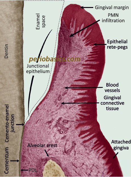 Junctional Epithelium Diagram