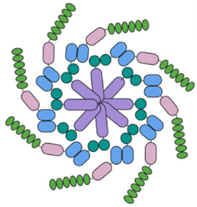 NLRP3 Inflammasome structure