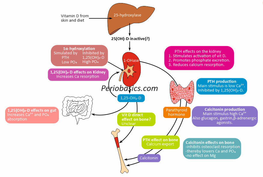 Calcium metabolism