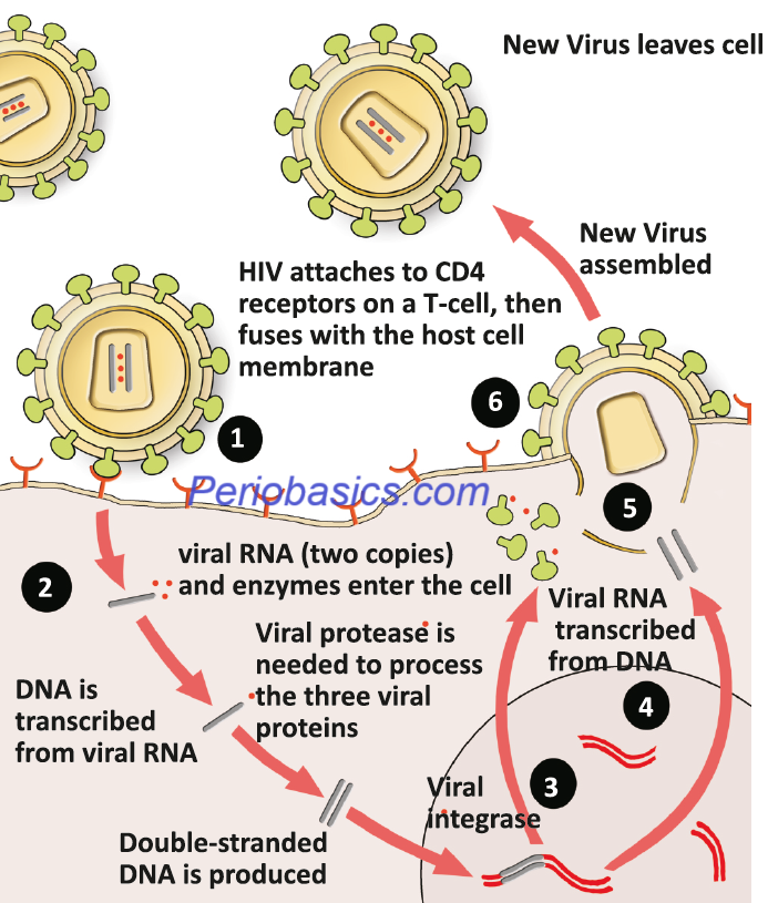 Life cycle of HIV virus