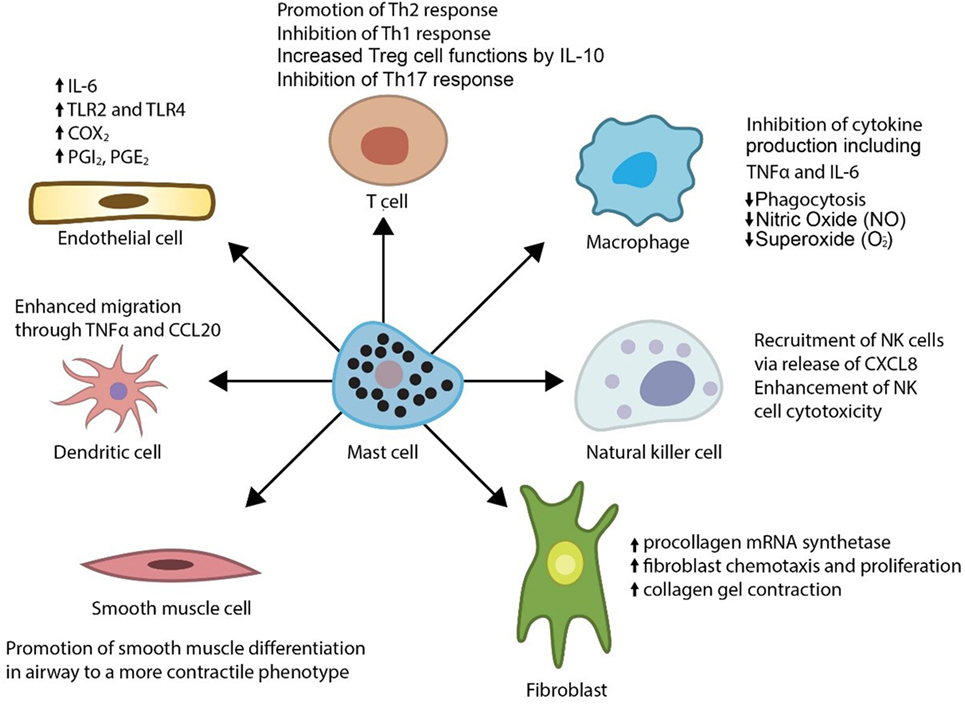 Role of mast cells in immune response against periodontal pathogens ...