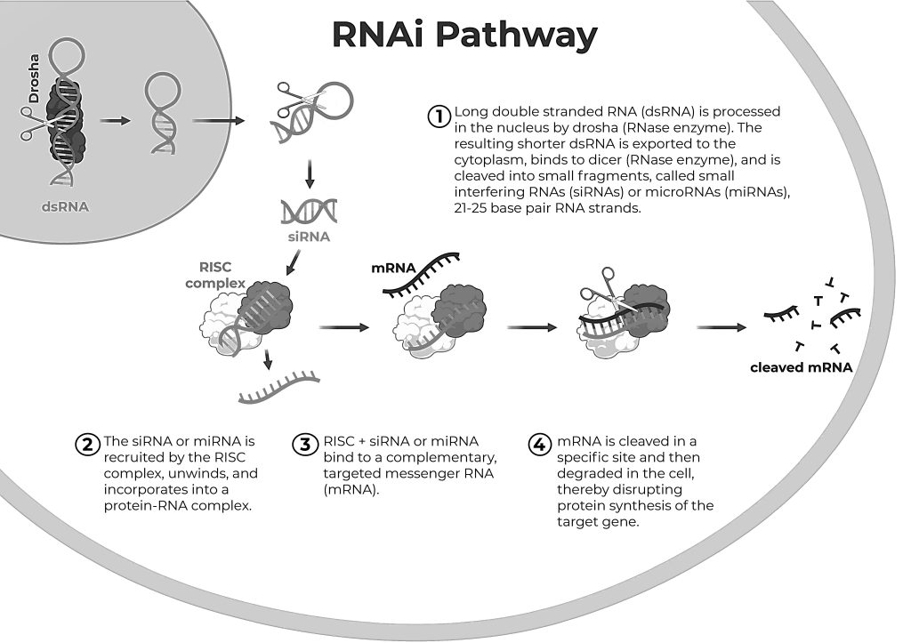 RNA interference pathway