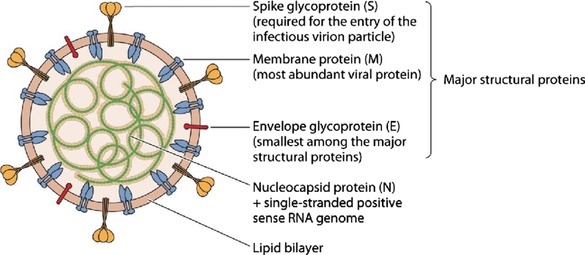 SARS-CoV-2-virus-structure